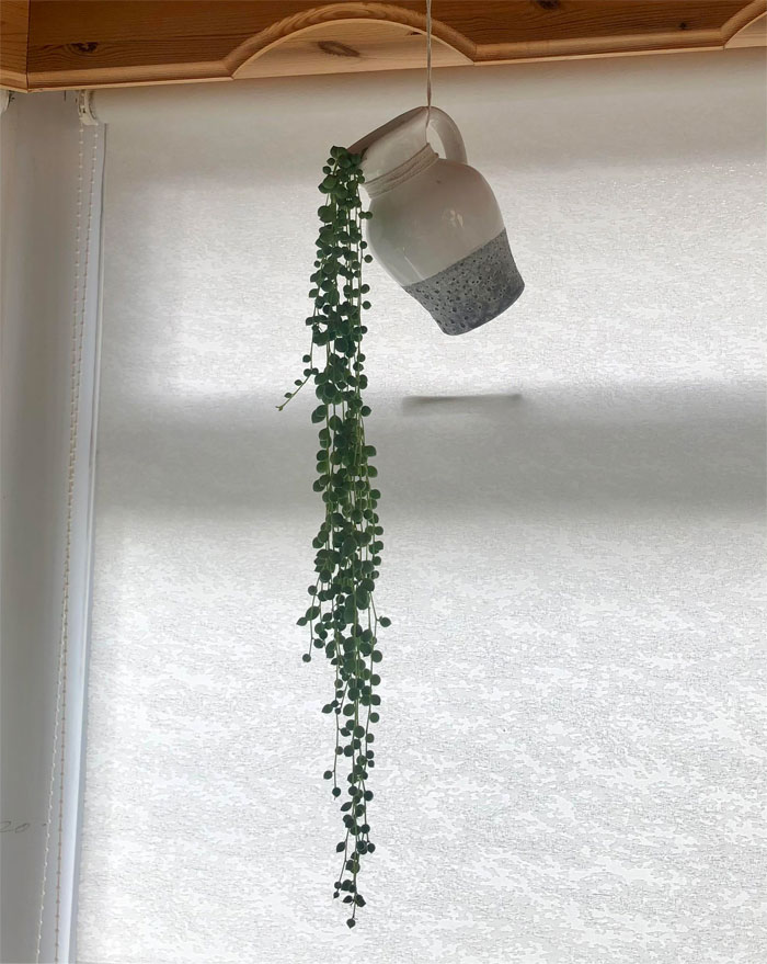 ¡La planté el año pasado y cada día está más larga! Mi planta rosario dentro de una jarra