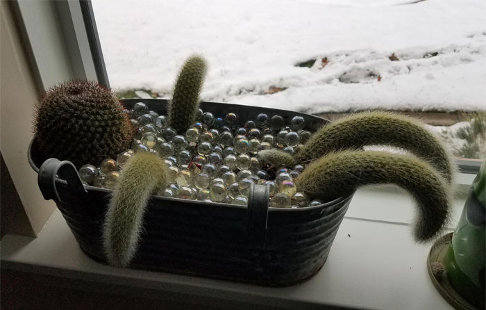 I Had To Bring My Bathtub Cactus Planter (Mammillaria And Monkeytail Cacti) Inside The Office For The Winter, And One Of The Legs Started Budding In A Very Inopportune Place...