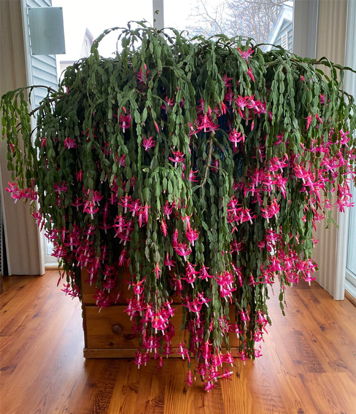 I Found A Photo Of Her Flowering! 75 Y/O Christmas Cactus