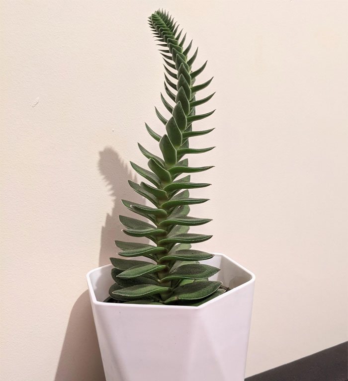 I Told Her She Could Be Anything, So She Became A Spinal Column. Follow Your Anatomical Leggy-Plant Dreams, Little Crassula!