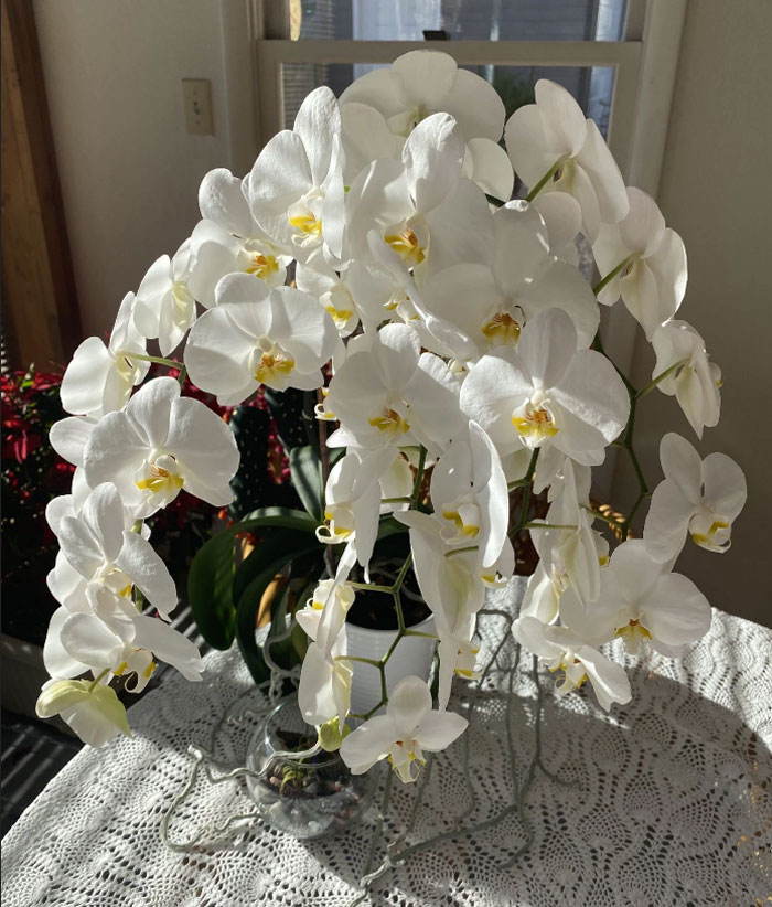Le compré a mi abuela una orquídea en la tienda de comestibles hace 3 años para el Día de la Madre. Actualmente tiene 45 floraciones