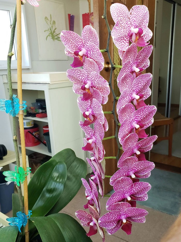 La espectacular orquídea de mi abuelo