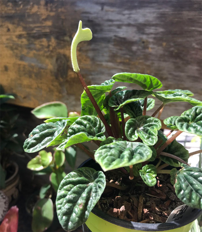 My Peperomia Letting Me Know She Appreciated The Love I Gave Her