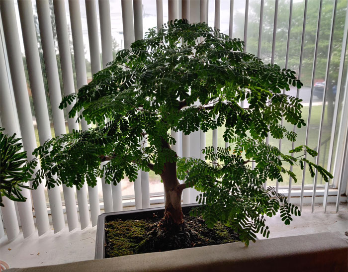 Esta es mi planta de interior más antigua: un ebenopsis ebano de 10 años. ¿Les gusta? 