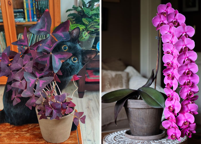 50 Times When Plant Lovers Couldn’t Resist Sharing Their Houseplants To This Online Community