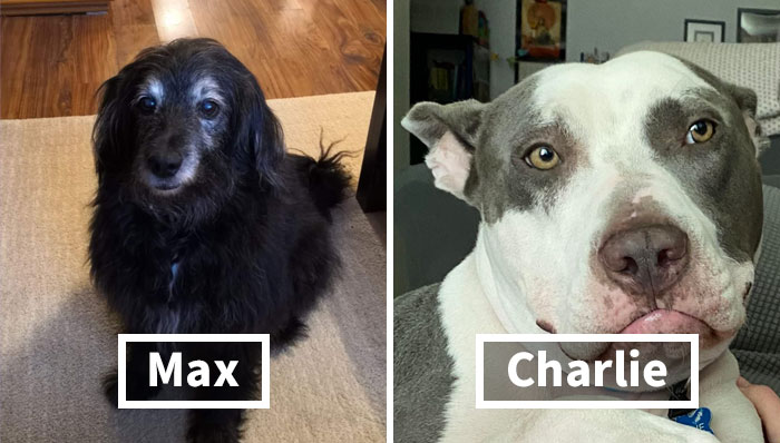 40 Most Popular Male Dog Names For Very Good Boys