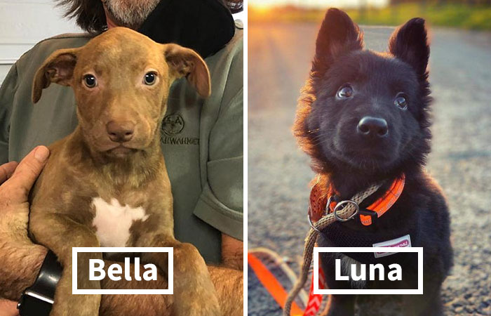 104 Of The Most Popular Girl Dog Names For The Goodest Gals