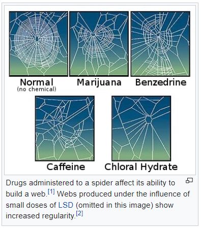 spiders-on-drugs-61a1103daf43a.jpg