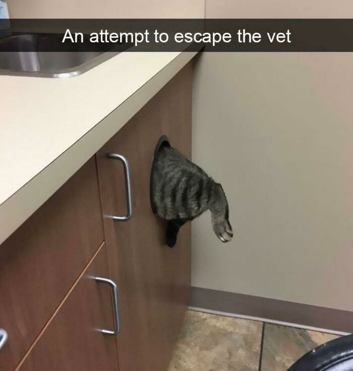 To Escape The Vet