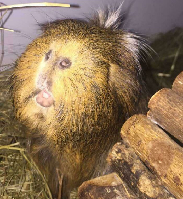 To Take A Cute Picture Of A Guinea Pig...