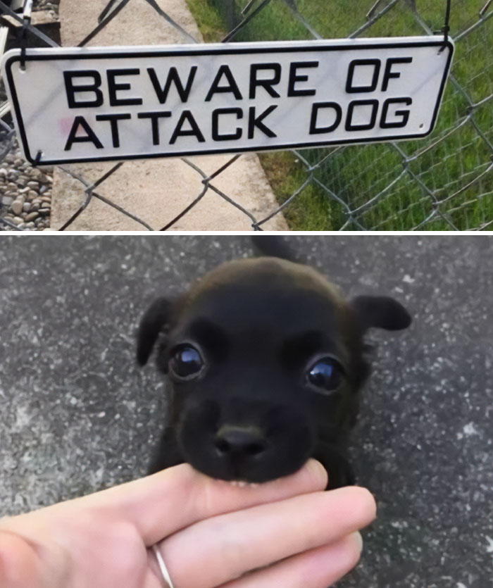 Cuidado con el perro de ataque