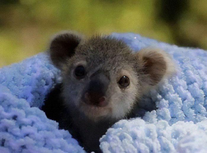 My Heart Goes Out To All The Animals In Australia, Like This Baby Koala