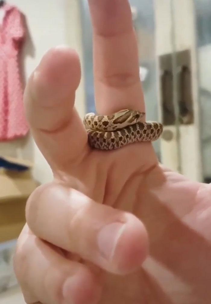 A Tiny Snake Giving Finger Hugs