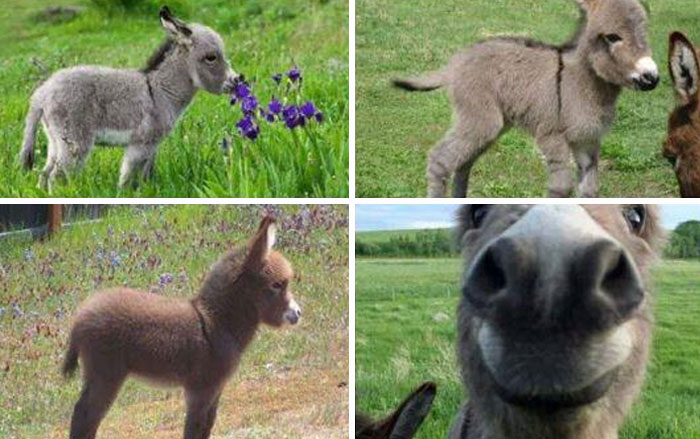 Just Some Donkeys