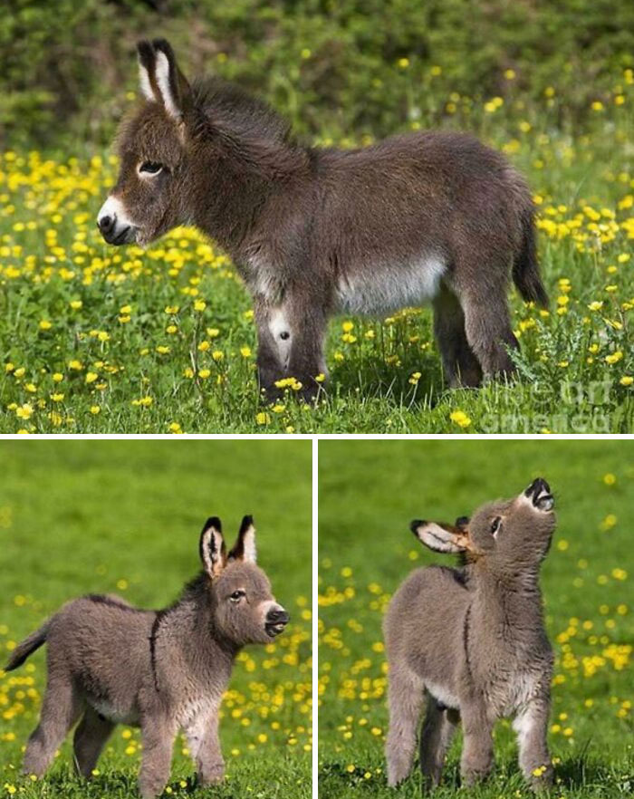 Tiny Donkey