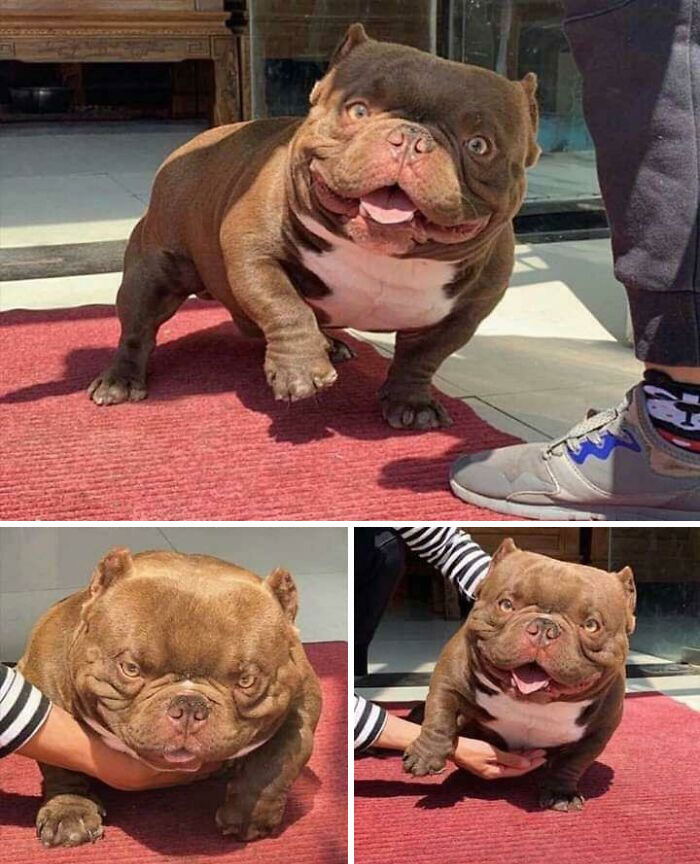 Press F For This Deformed Dog