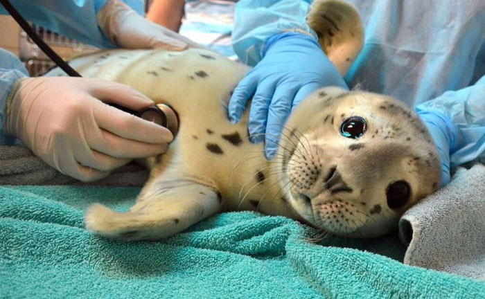 Baby Seal Getting A Checkup