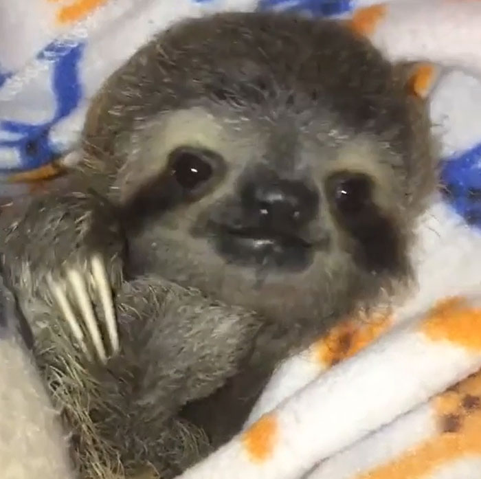 A Rescued Baby Sloth Happy To Be Safe