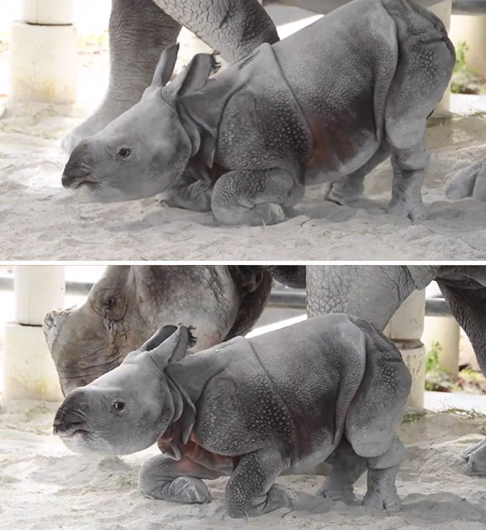 Rinoceronte nacido en el zoo de Miami