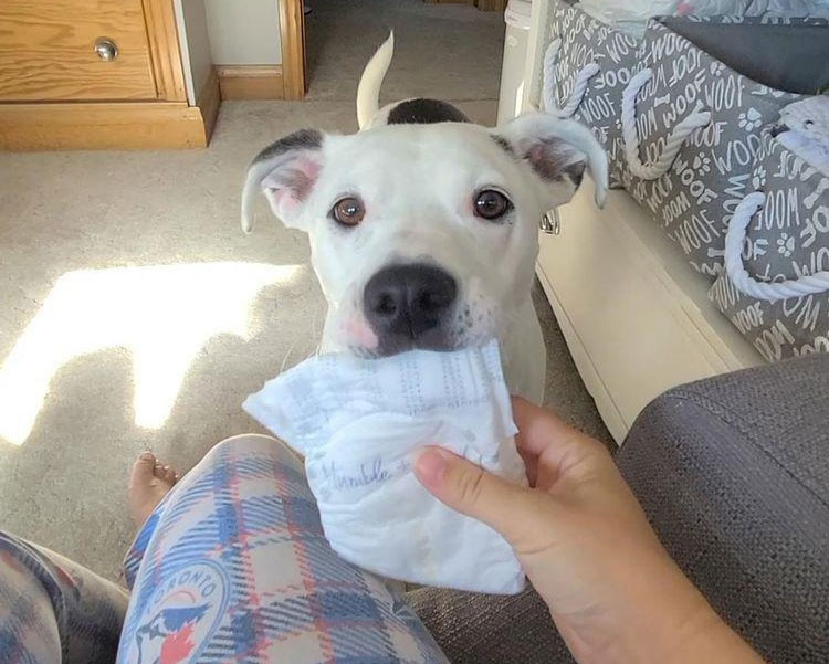 This Dog Learned To Bring Diapers To Help A Newborn Baby’s Mother Out, A Video Of It Goes Viral