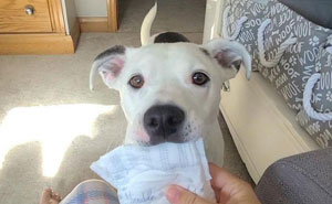 This Dog Learned To Bring Diapers To Help A Newborn Baby's Mother Out, A Video Of It Goes Viral