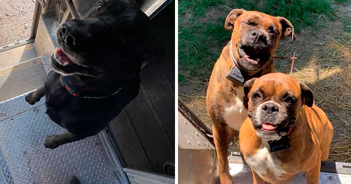30 Conductores de UPS que se encontraron perros en sus rutas y compartieron las fotos en este grupo (Nuevas imágenes)