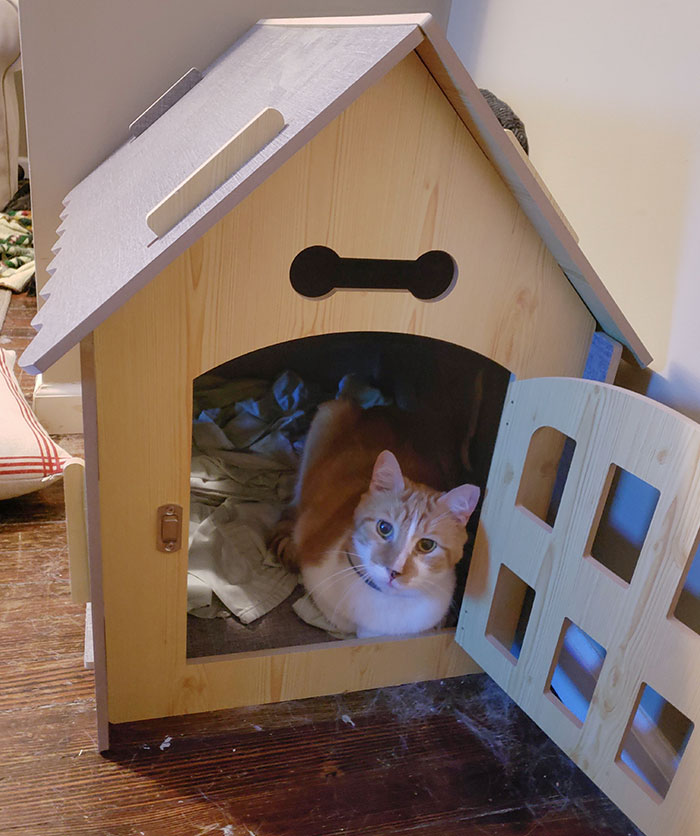 My Husband Built This House For Our Cat As A Christmas Present. Stan Is Always A Content Meatloaf In His Little Home