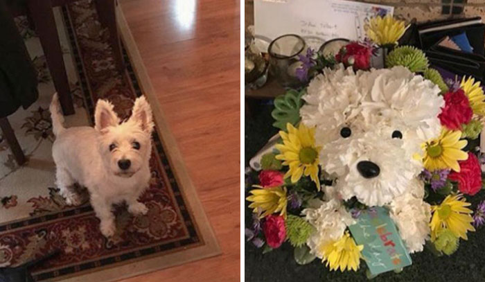 Mi perro falleció el mes pasado y mi novio me regaló flores con la forma de mi perro y estoy enamorada
