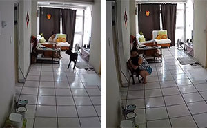 Woman Shows Her Selflessness When She Tries To Calm Her Dog During An Earthquake