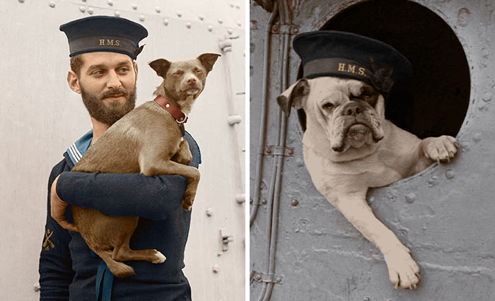 Remembrance Day: I Colorized 14 Photos Of Animals That Served In WW1 And WW2