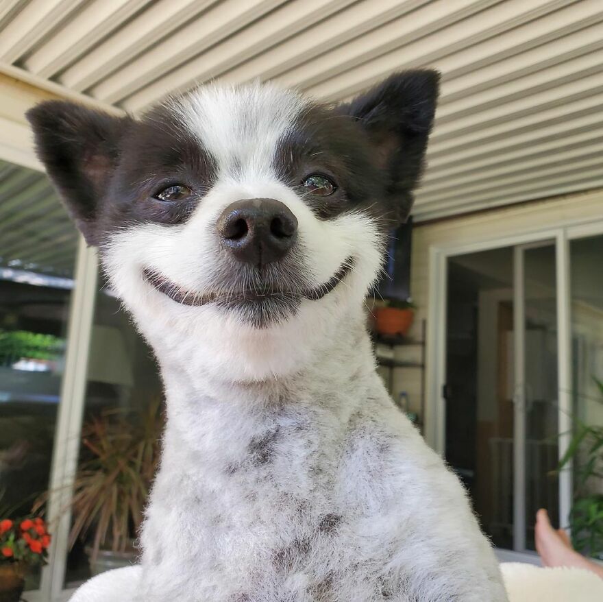 This Little Dog Seems Like It's Always Smiling, And The Internet Can't Get Enough Of It