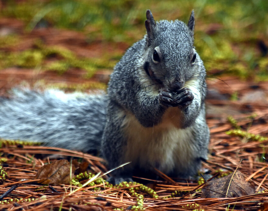 I Love Photographing The Wildlife That Passes Through My Yard. This Year There Was Much More Than Usual. I Love Photographing The Wildlife That Passes Through My Yard. This Year There Was Much More Than Usual.