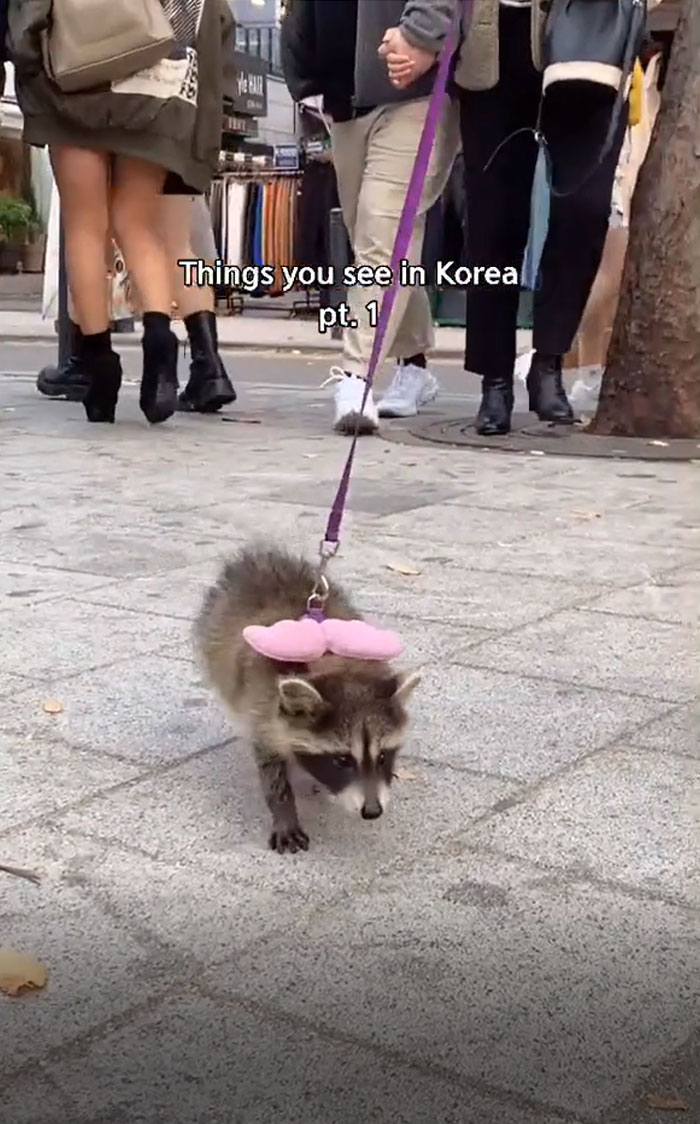 You Might See Someone Walking A Raccoon On A Leash