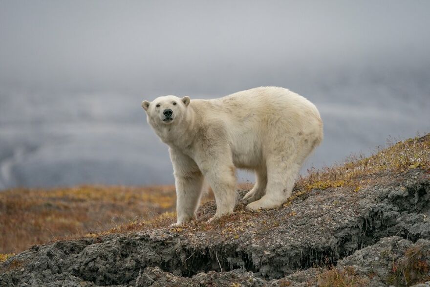 Russian Photographer Takes Photos Of Polar Bears That Took Over Abandoned Buildings Russian Photographer Takes Photos Of Polar Bears That Took Over Abandoned Buildings