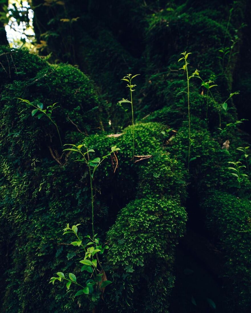 I Photographed The Ancient "Princess Mononoke" Forest