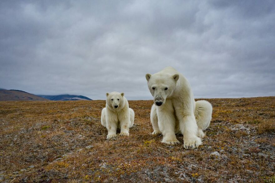 Russian Photographer Takes Photos Of Polar Bears That Took Over Abandoned Buildings