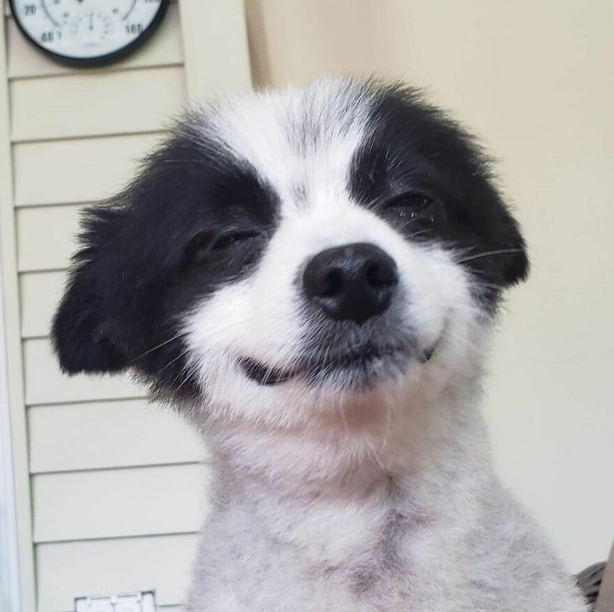 This Little Dog Seems Like It's Always Smiling, And The Internet Can't Get Enough Of It This Little Dog Seems Like It's Always Smiling, And The Internet Can't Get Enough Of It