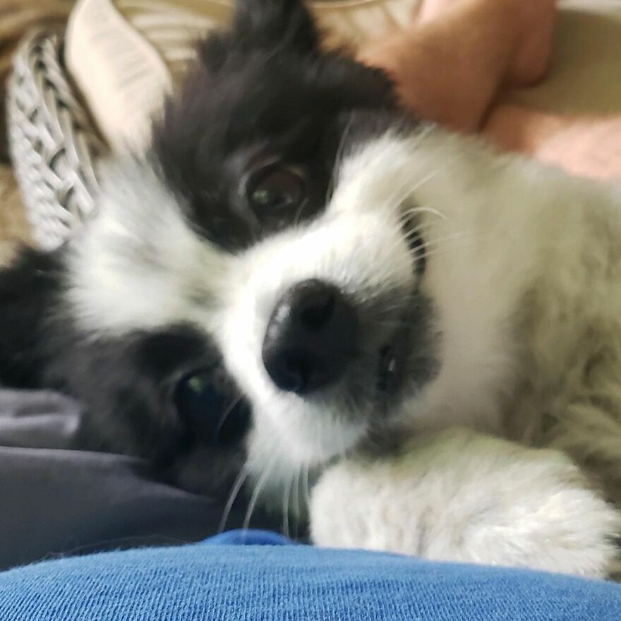 This Little Dog Seems Like It's Always Smiling, And The Internet Can't Get Enough Of It