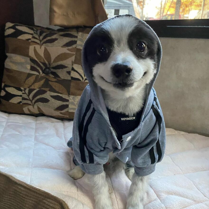 This Little Dog Seems Like It's Always Smiling, And The Internet Can't Get Enough Of It This Little Dog Seems Like It's Always Smiling, And The Internet Can't Get Enough Of It