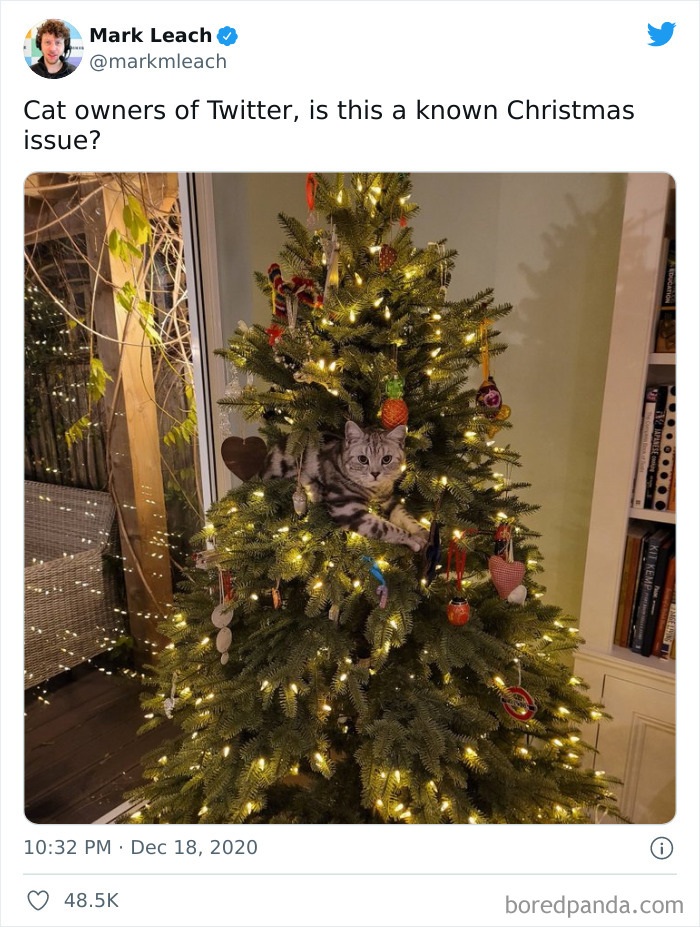 An Issue For Cat Owners Over Christmas