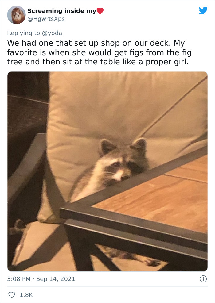 Mission "Raccoon Removal": This Guy’s Live Tweets About How He’s Trying To Get A Raccoon Out Of His House Are Seriously Hilarious Mission "Raccoon Removal": This Guy’s Live Tweets About How He’s Trying To Get A Raccoon Out Of His House Are Seriously Hilarious