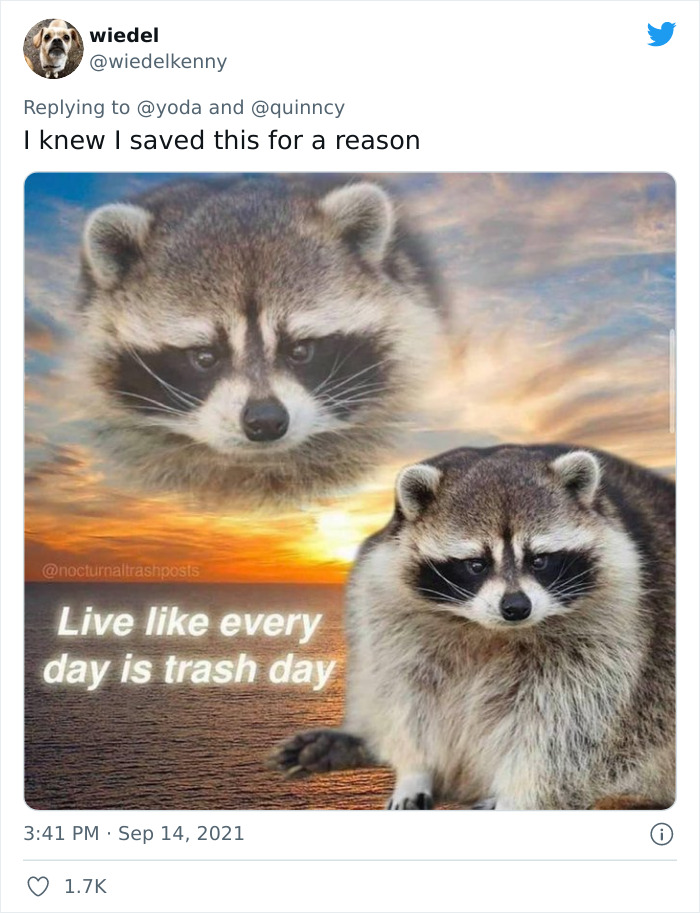 Mission "Raccoon Removal": This Guy’s Live Tweets About How He’s Trying To Get A Raccoon Out Of His House Are Seriously Hilarious Mission "Raccoon Removal": This Guy’s Live Tweets About How He’s Trying To Get A Raccoon Out Of His House Are Seriously Hilarious