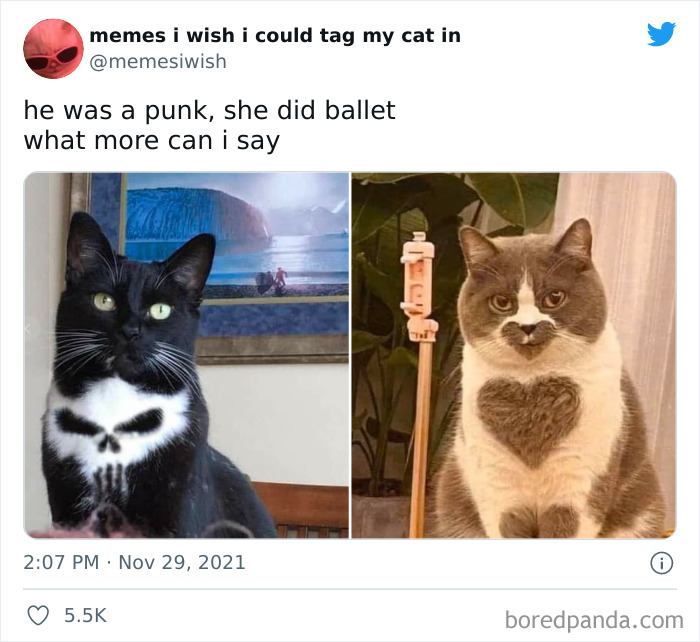 50 Of The Most Spot On “Memes I Wish I Could Tag My Cat In ...