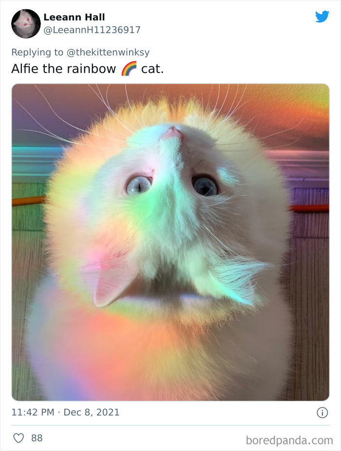 Alfie The Rainbow Cat