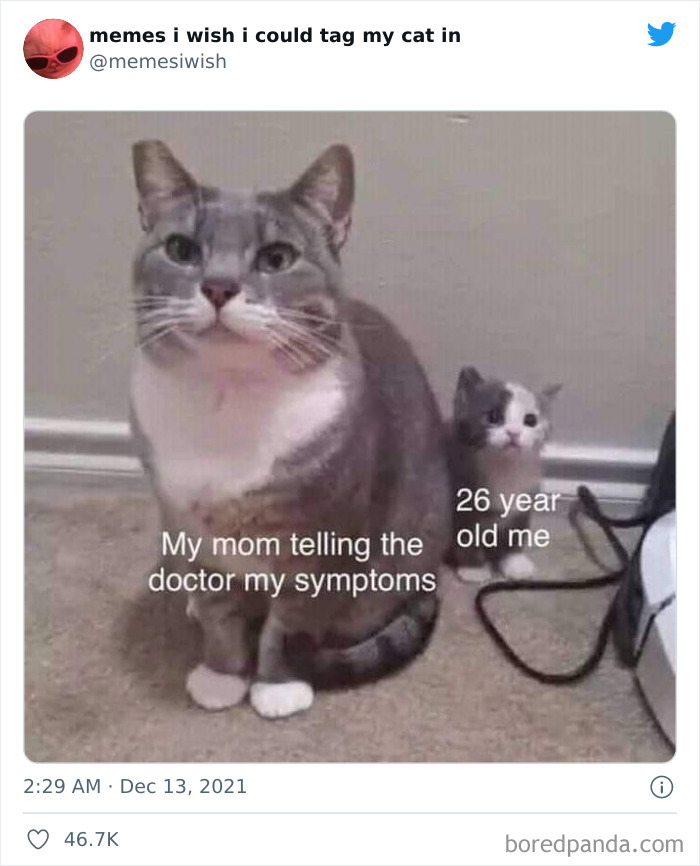 Funny Cat Memes