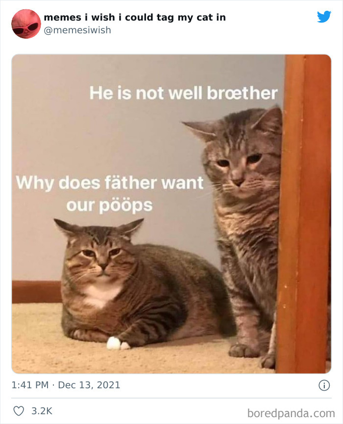 Funny Cat Memes