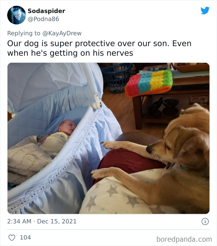 Dog-Saves-Baby-Not-Breathing