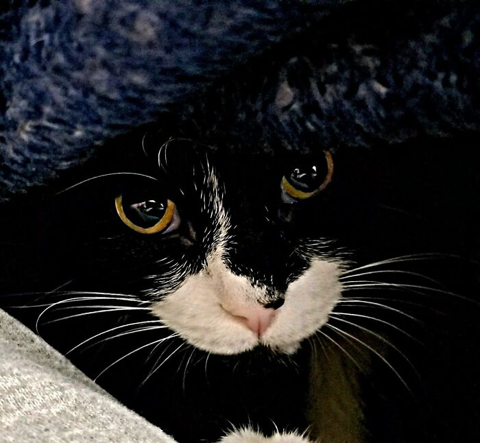 Maggie's Mae Comfy Under Mom's Blanket