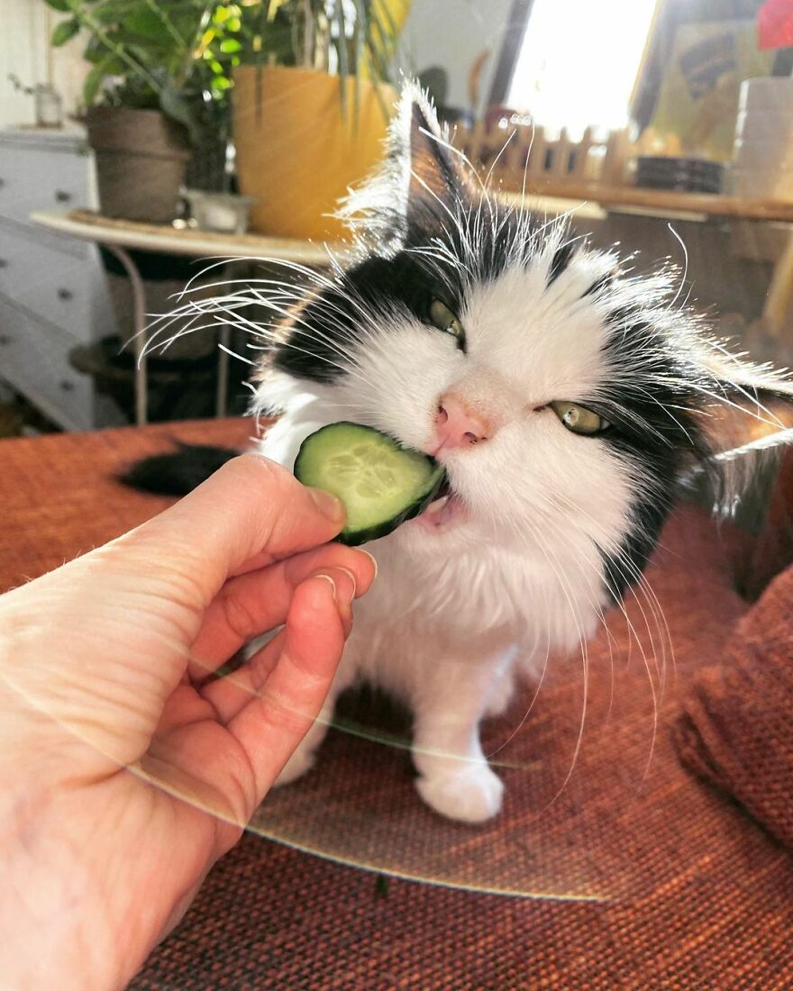 This Cat From Finland Loves Munching On Cucumbers This Cat From Finland Loves Munching On Cucumbers