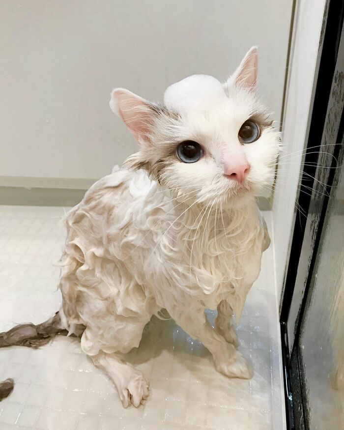 This Cat Loves Taking A Bath So Much That His Siblings Started Loving It Too